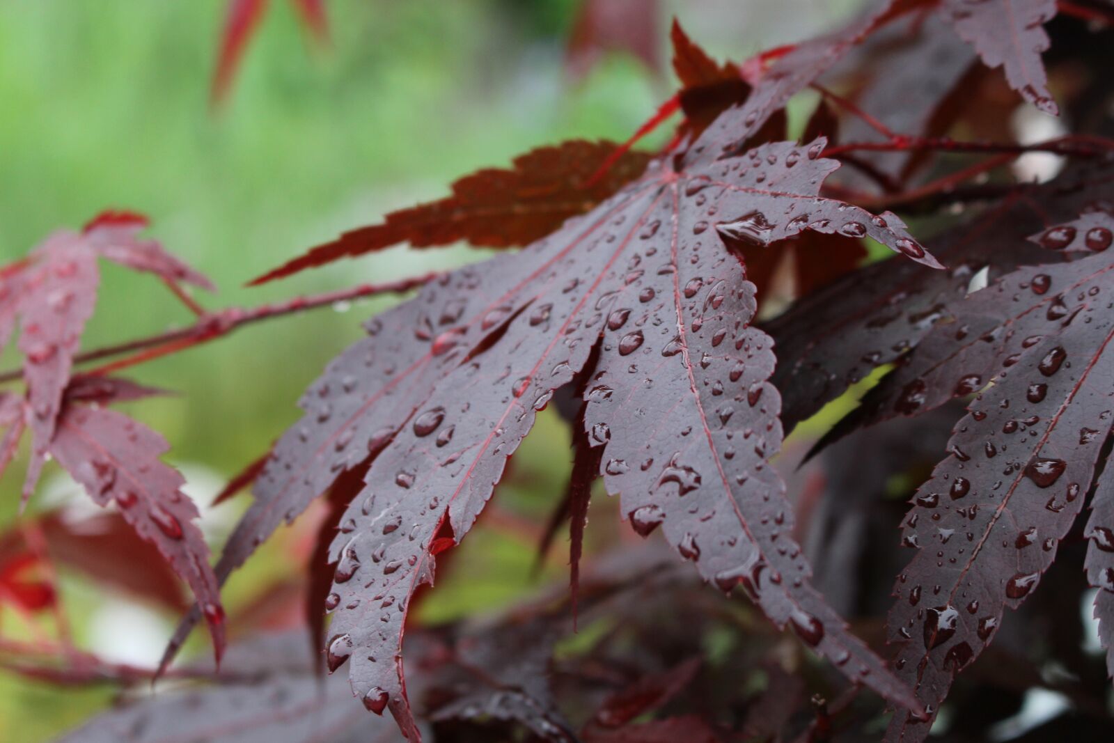 Canon EOS 700D (EOS Rebel T5i / EOS Kiss X7i) sample photo. Autumn, close up, red photography
