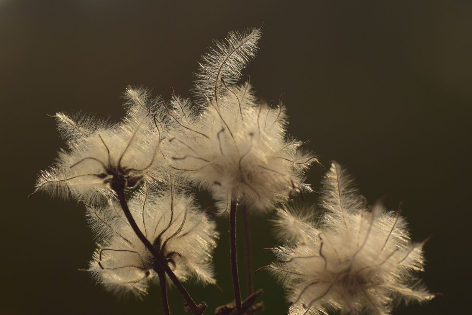 Nikon D3300 sample photo. Seeds, tender, filigree photography