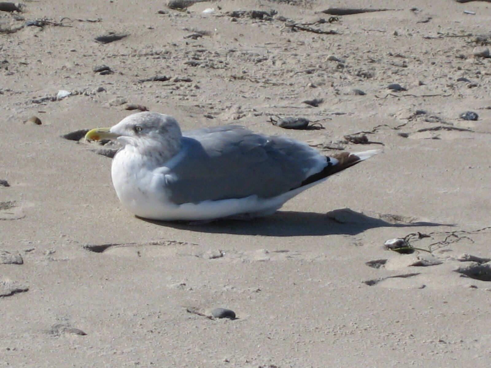 Canon DIGITAL IXUS 70 sample photo. Seagull, bird, sand beach photography