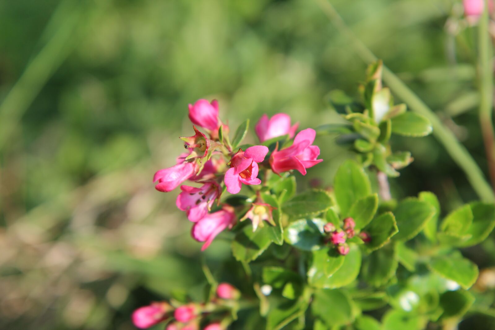 Canon EOS 600D (Rebel EOS T3i / EOS Kiss X5) sample photo. Shrub flower, flowering, shrub photography