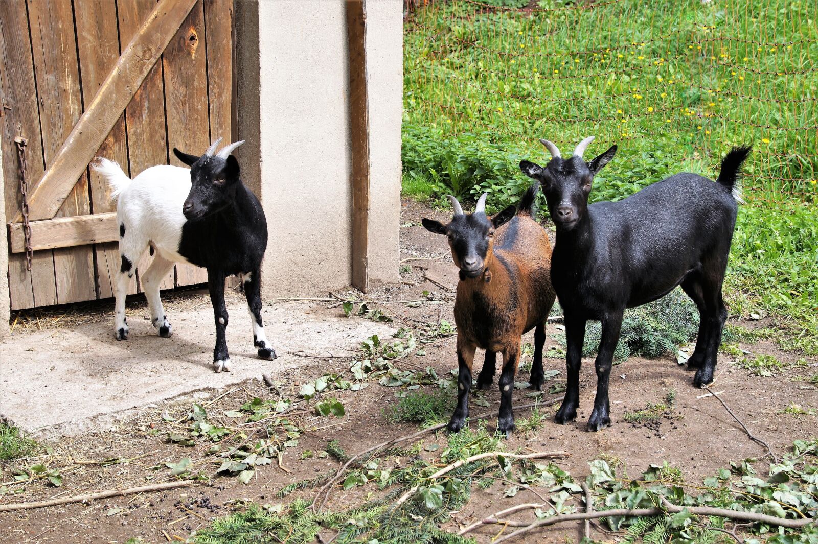 Sony SLT-A58 sample photo. Goats, goat, horned photography