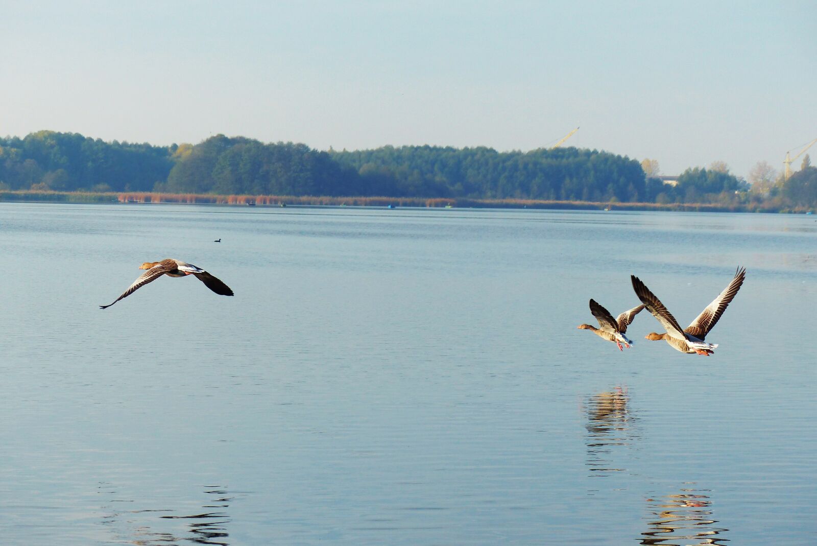 Panasonic Lumix DMC-FZ200 sample photo. Goose grey goose, takes photography
