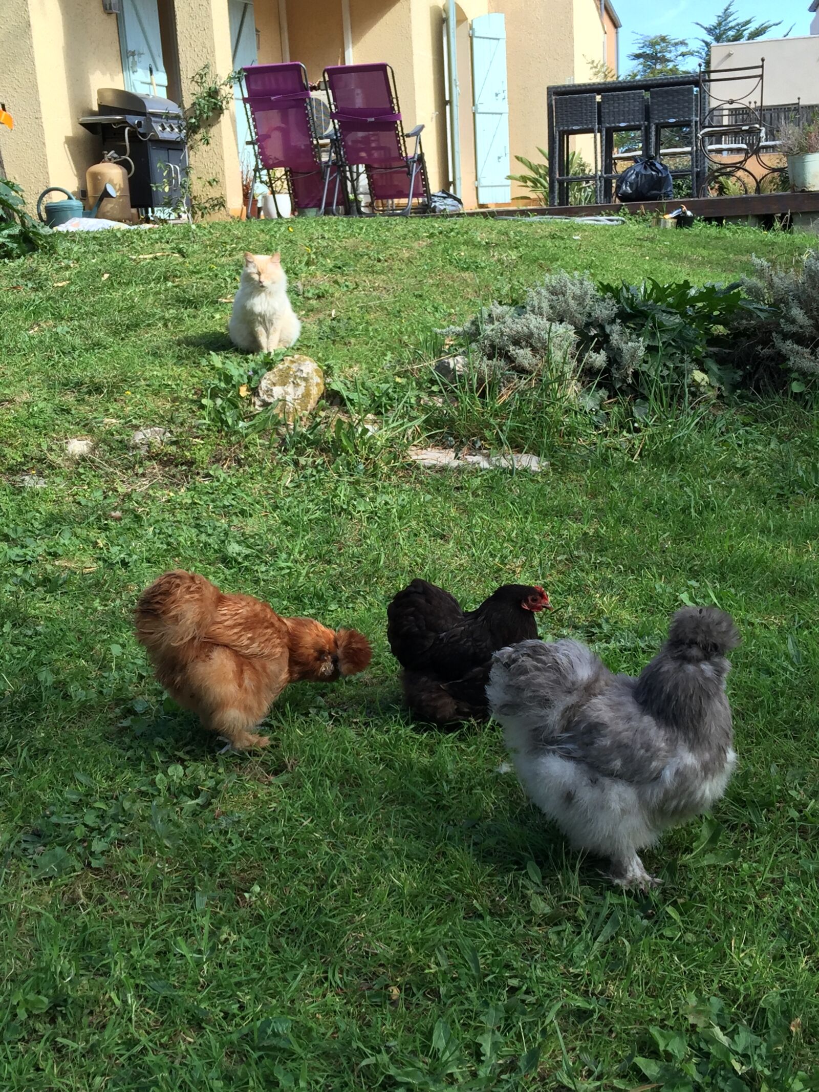 iPhone 6 Plus back camera 4.15mm f/2.2 sample photo. Poules, de, luxe photography