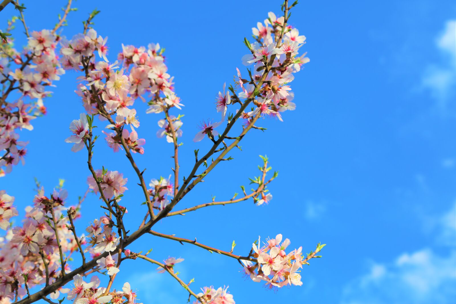Canon EF 24-105mm F4L IS USM sample photo. Almond branch, flower, tree photography