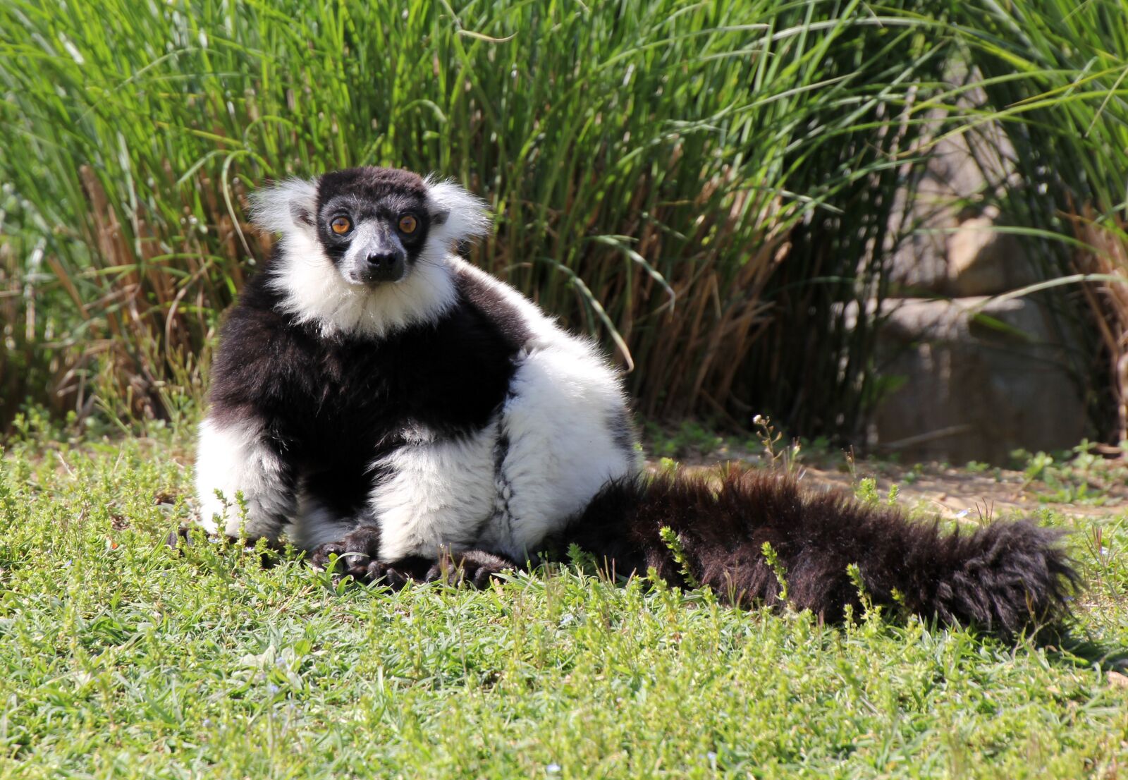 Canon EOS 60D sample photo. Nature, animal, animals photography