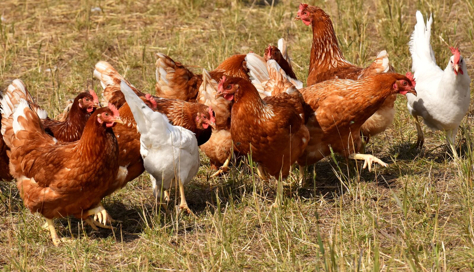 Nikon D7200 sample photo. Happy hens, outdoor, poultry photography