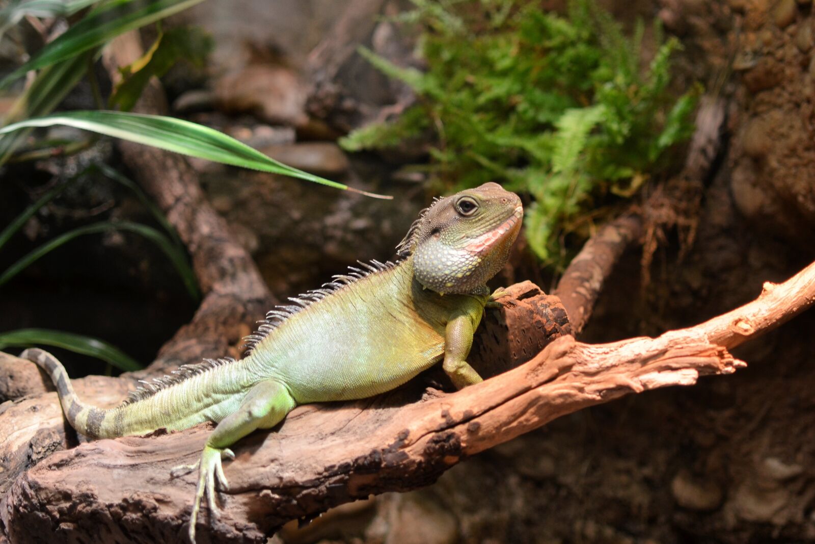 Nikon D7000 sample photo. Chameleon, animal, wildlife photography