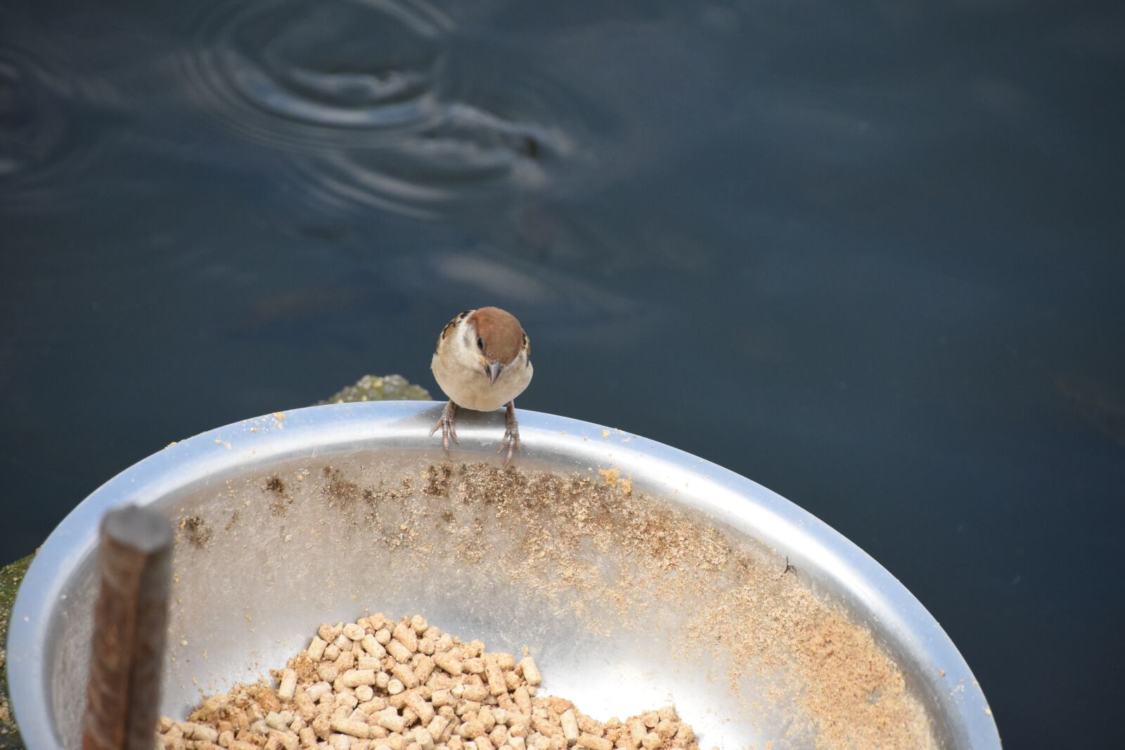 Nikon D7200 sample photo. Birds, food, overlook photography