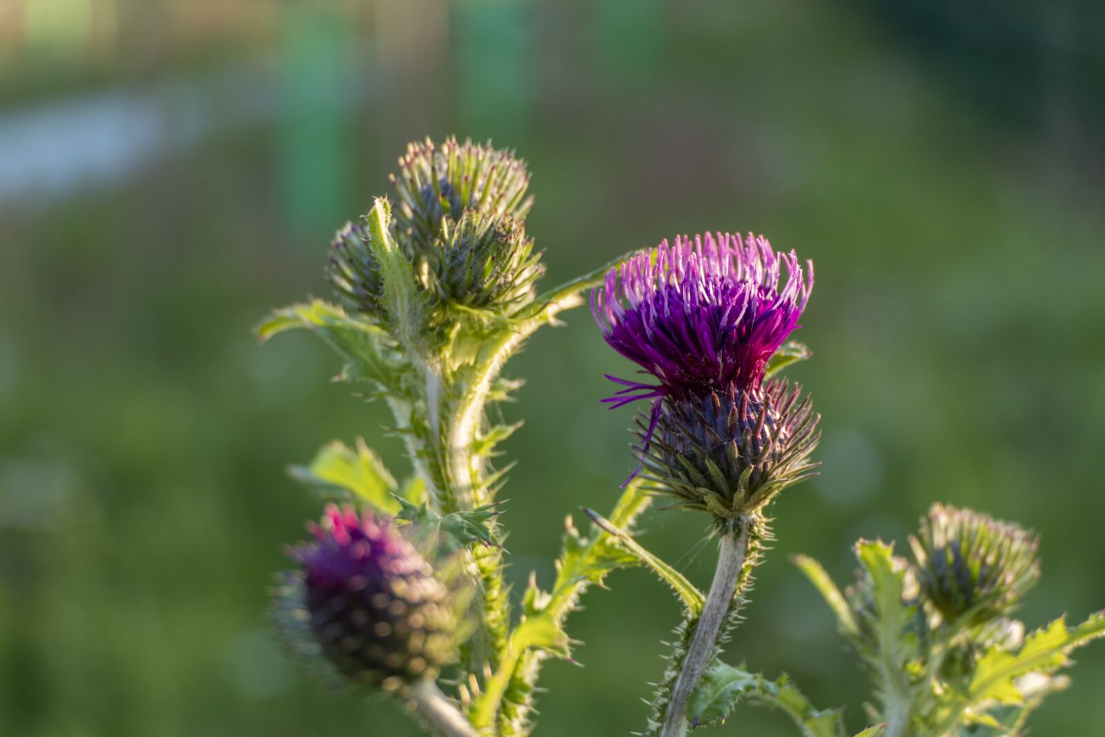 Panasonic Lumix DMC-FZ2500 (Lumix DMC-FZ2000) sample photo. Thistle, weed, flower photography