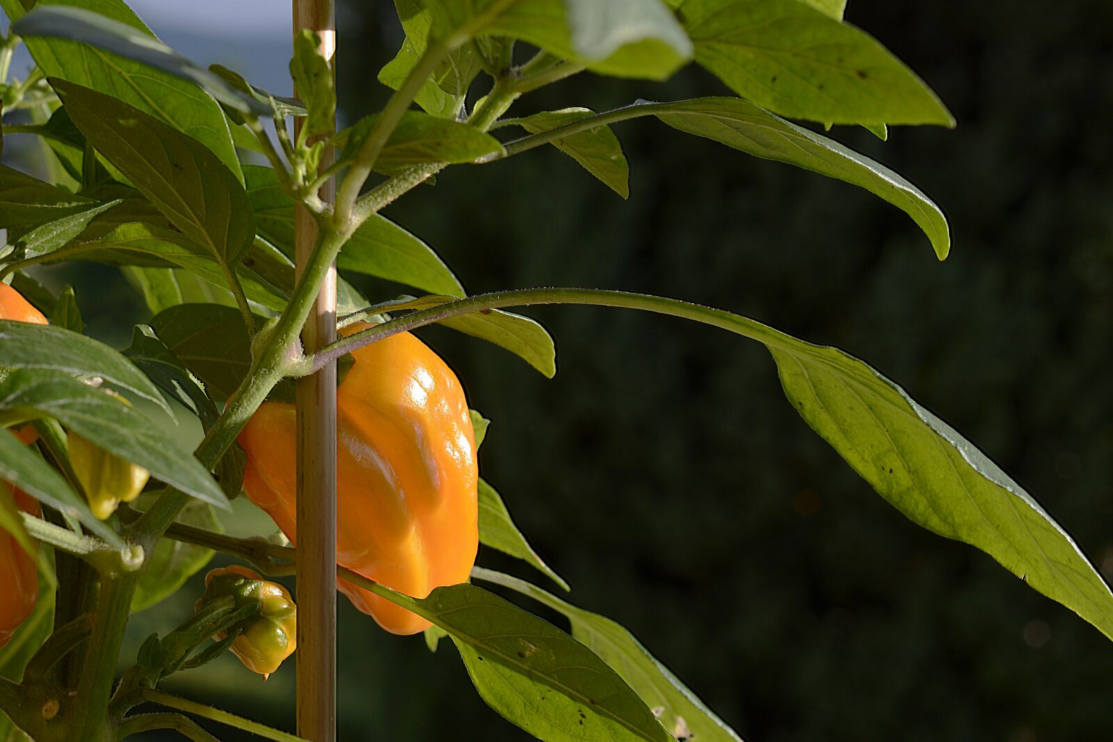 Nikon D7100 sample photo. Paprika, pepperoni, vegetables photography