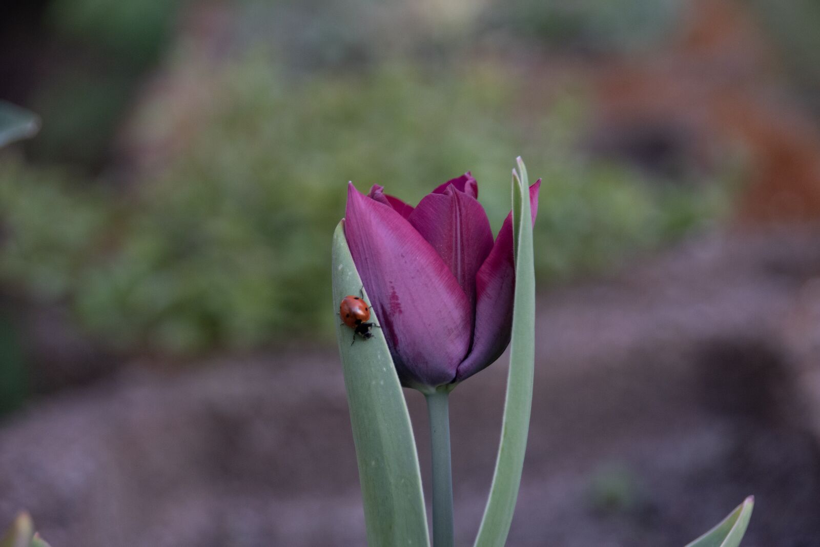 Nikon D5500 sample photo. Tulip, ladybug, easter photography
