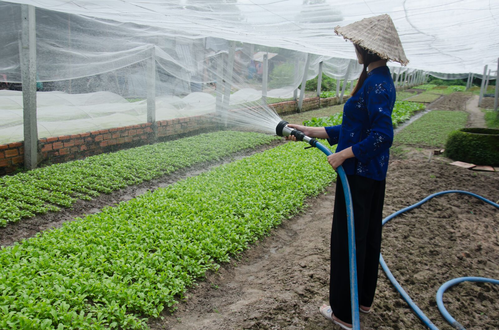 Nikon D5100 sample photo. The cultivation, service vegetables photography