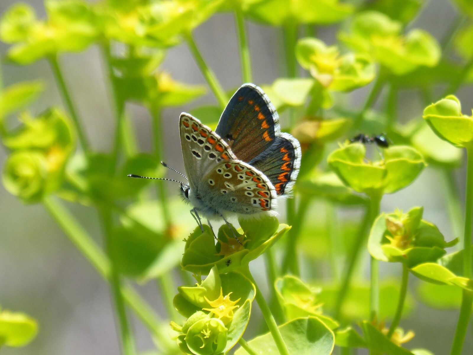 Panasonic DMC-FZ62 sample photo. Butterfly, brunette southern, aricia photography