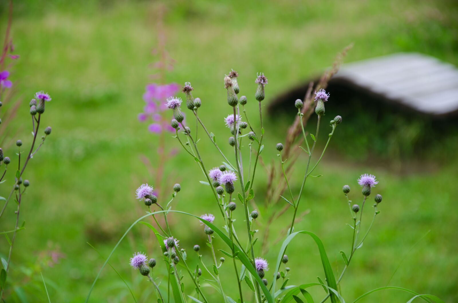 Nikon D7000 sample photo. Park, nature photography