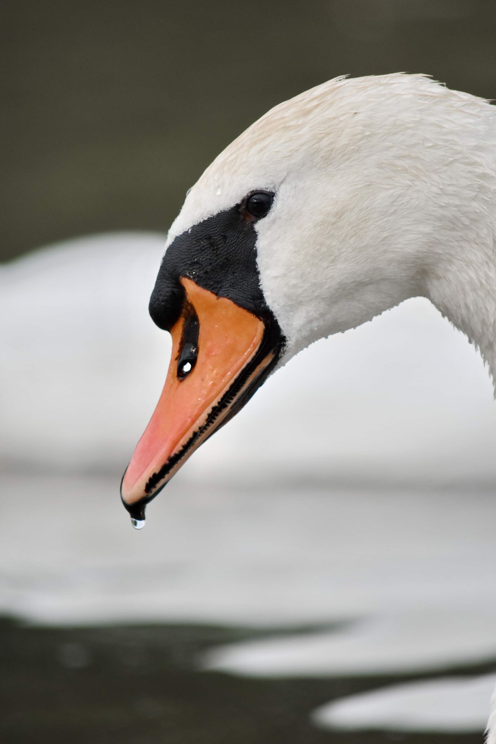 Nikon D5500 sample photo. Beak, eye, feather, head photography