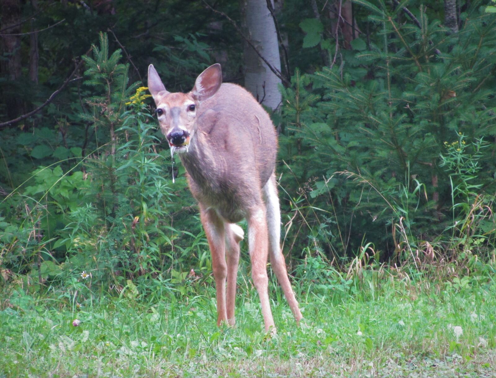 Canon PowerShot SX400 IS sample photo. Deer, animals, apple photography