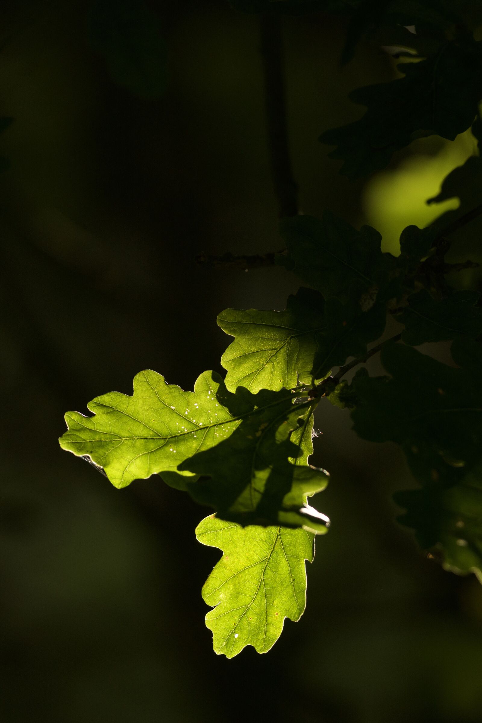 Sony 70-400mm F4-5.6 G SSM sample photo. Oak, oak leaf, nature photography