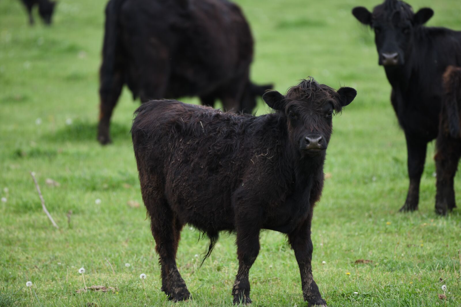 Nikon D850 sample photo. Cow, beef, farm photography