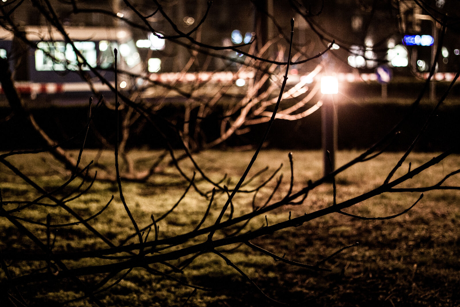 Canon EOS 50D + Canon EF 50mm F1.4 USM sample photo. Branches, grass, lamp, light photography