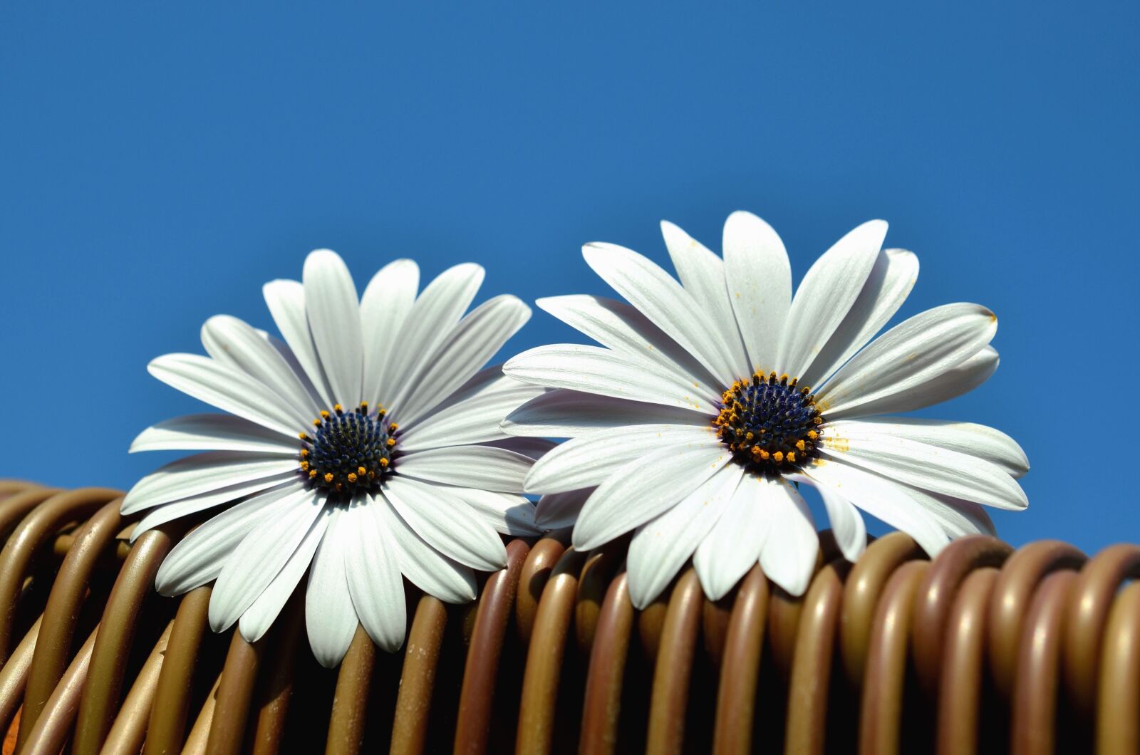 Nikon D5100 sample photo. Flower, petal, blossom, pollen photography