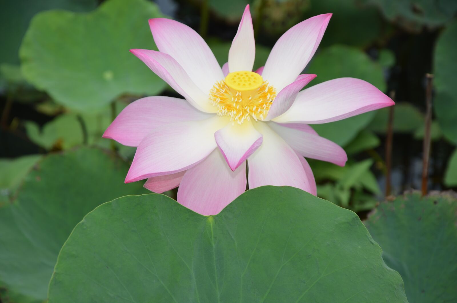 Nikon D7000 sample photo. Lotus, flower, nice photography