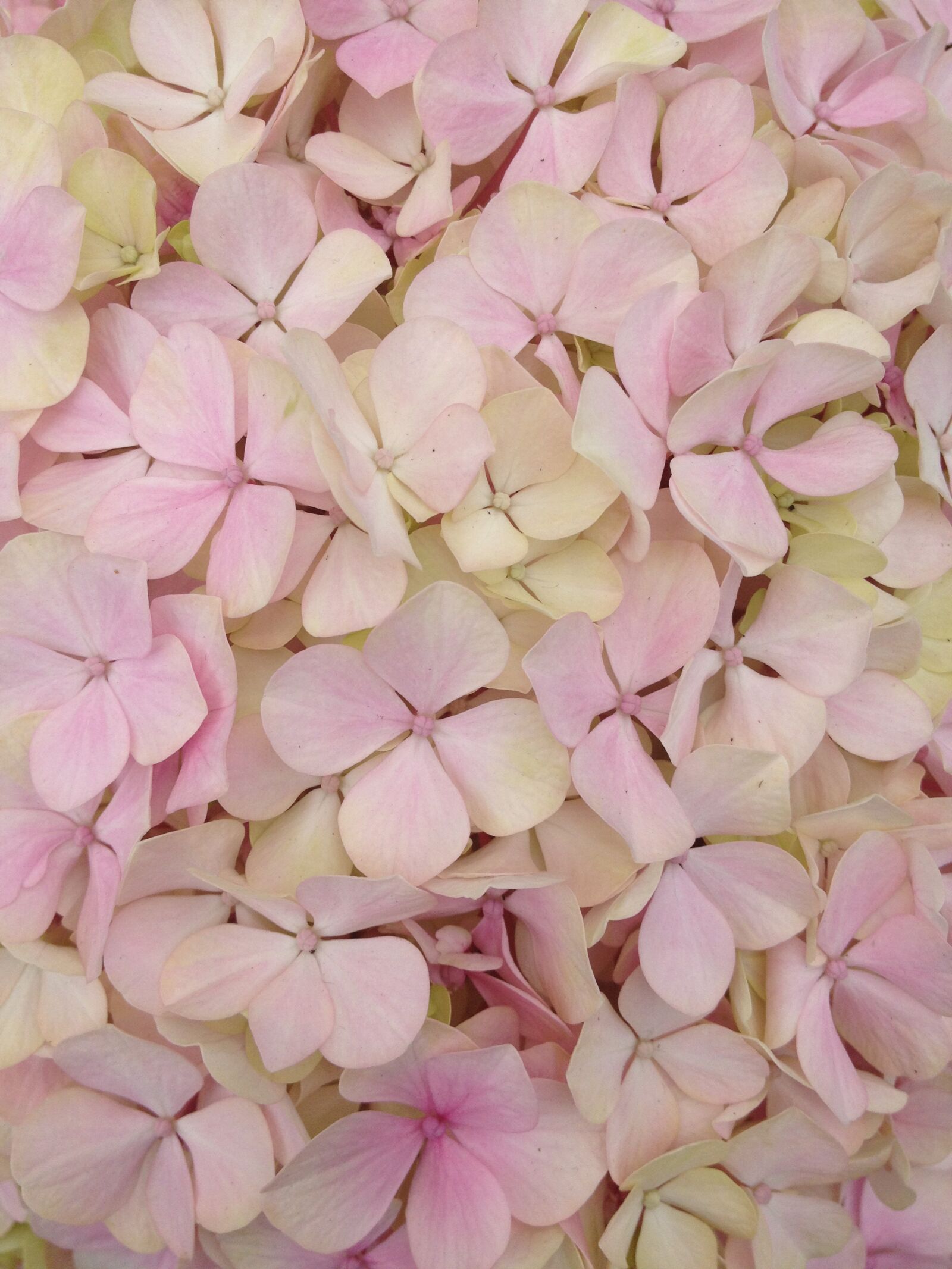 Apple iPhone 4S sample photo. Flower, texture, hydrangea photography