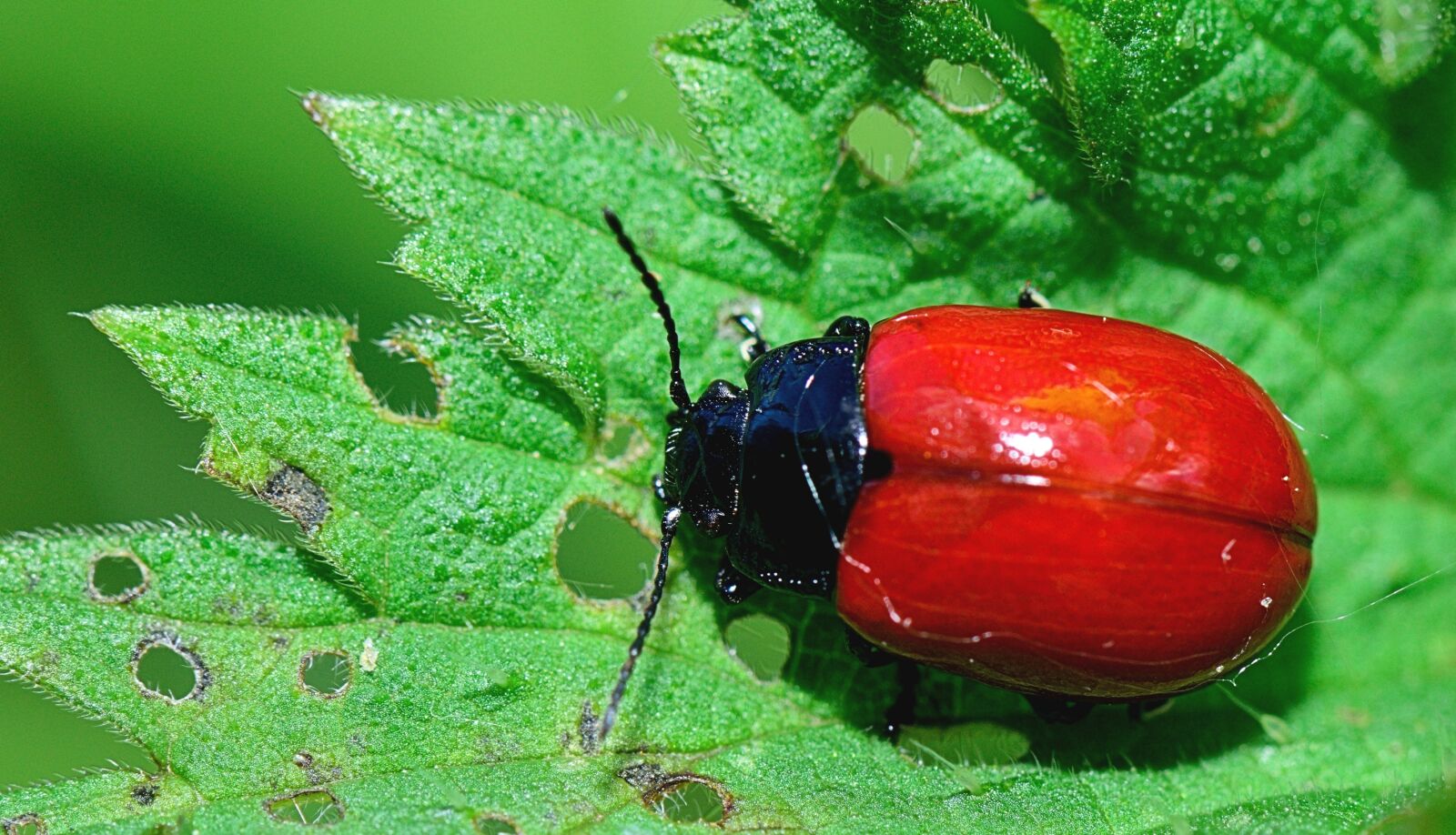 Nikon D5300 sample photo. Nature, insect, forest photography