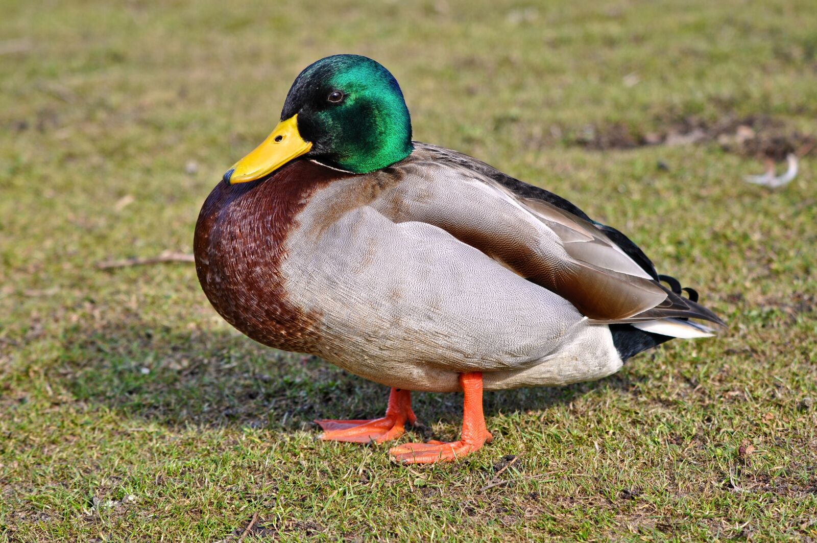 Nikon D90 sample photo. Duck, drake, bird photography