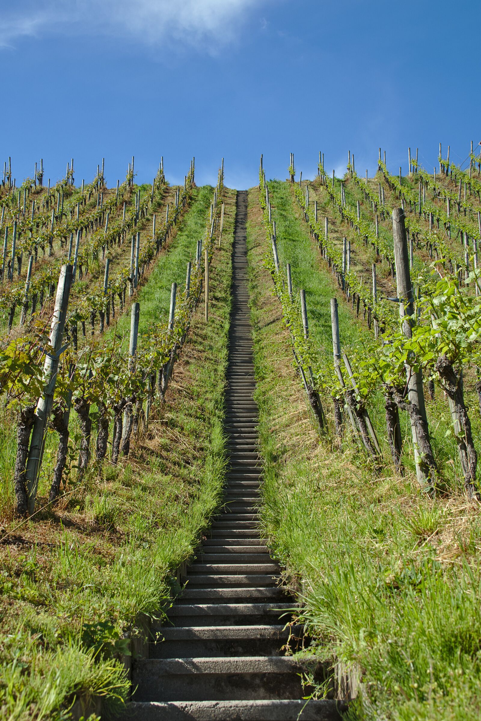 Canon EOS M5 + Canon EF-M 18-150mm F3.5-6.3 IS STM sample photo. Vineyard, stairs, vines photography