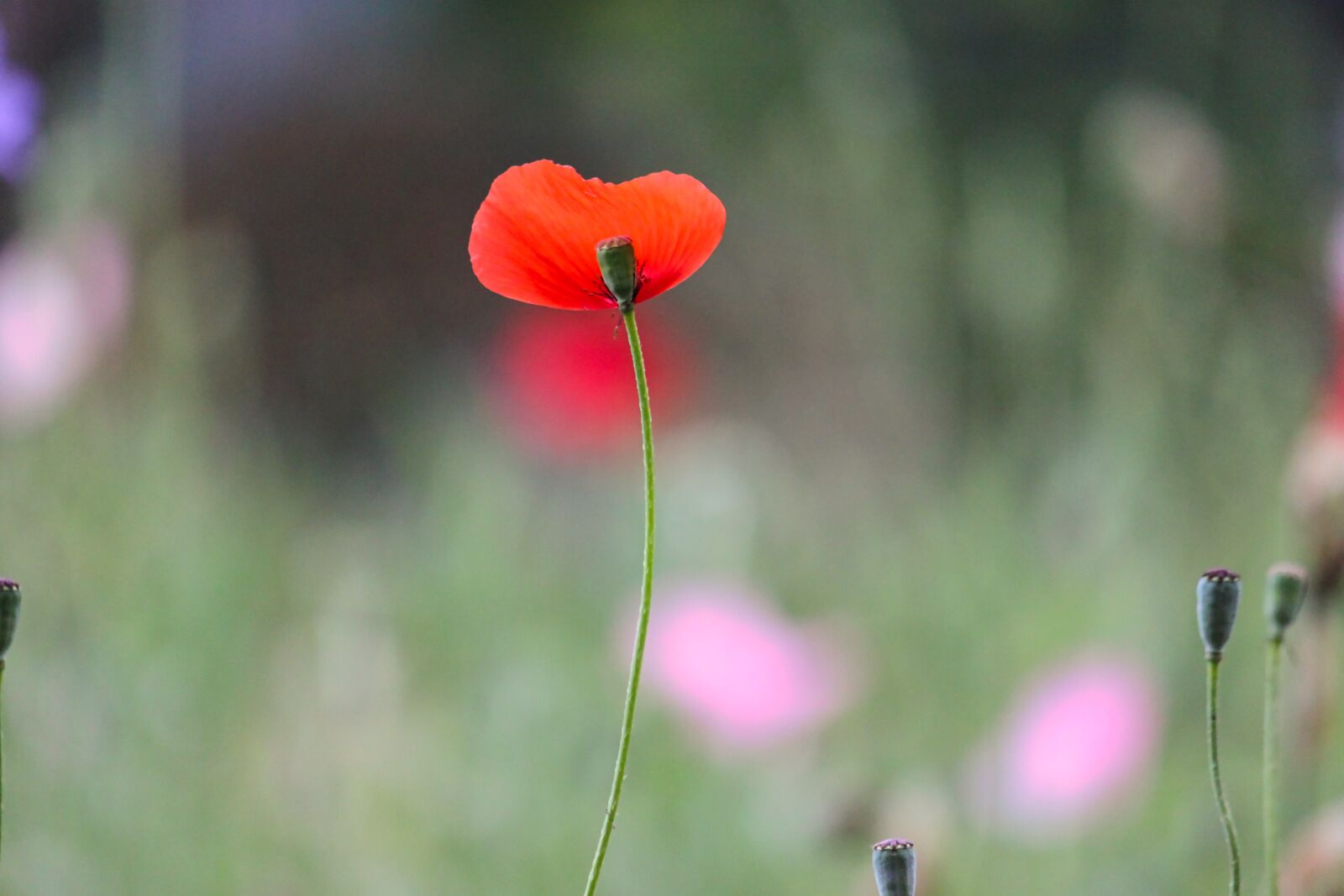 Canon EOS 500D (EOS Rebel T1i / EOS Kiss X3) + Canon EF-S 55-250mm F4-5.6 IS sample photo. Poppy, petal, nature photography