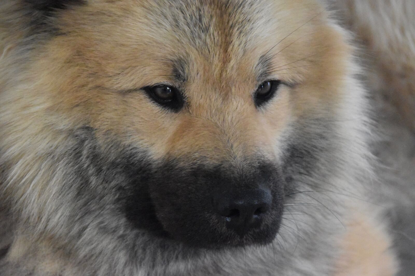 Nikon D5600 sample photo. Dog, next dog, eurasier photography