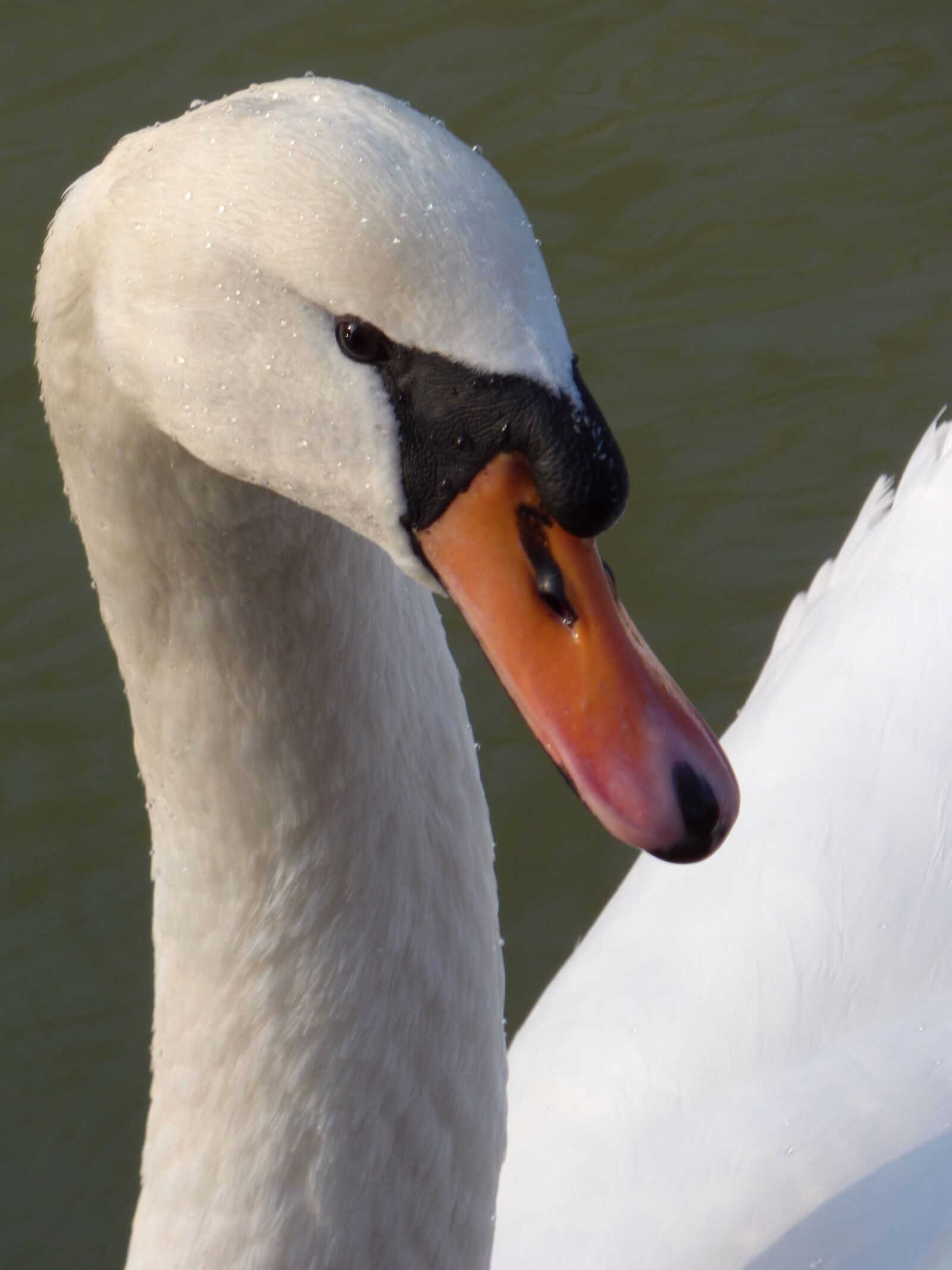 Panasonic DMC-FZ72 sample photo. Swan, bird, body of photography