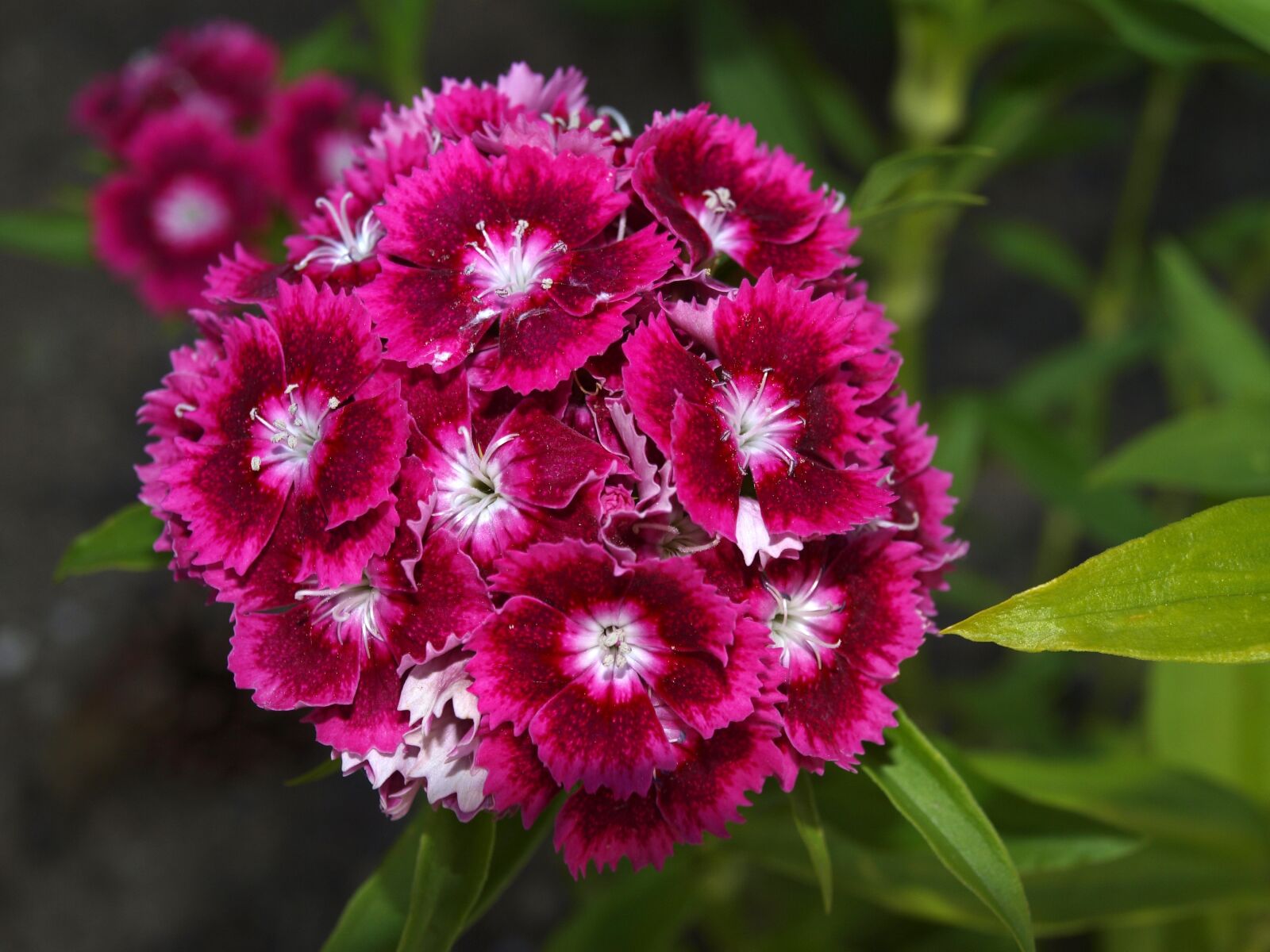 Olympus E-420 (EVOLT E-420) sample photo. Carnation chinese, flower carnation photography