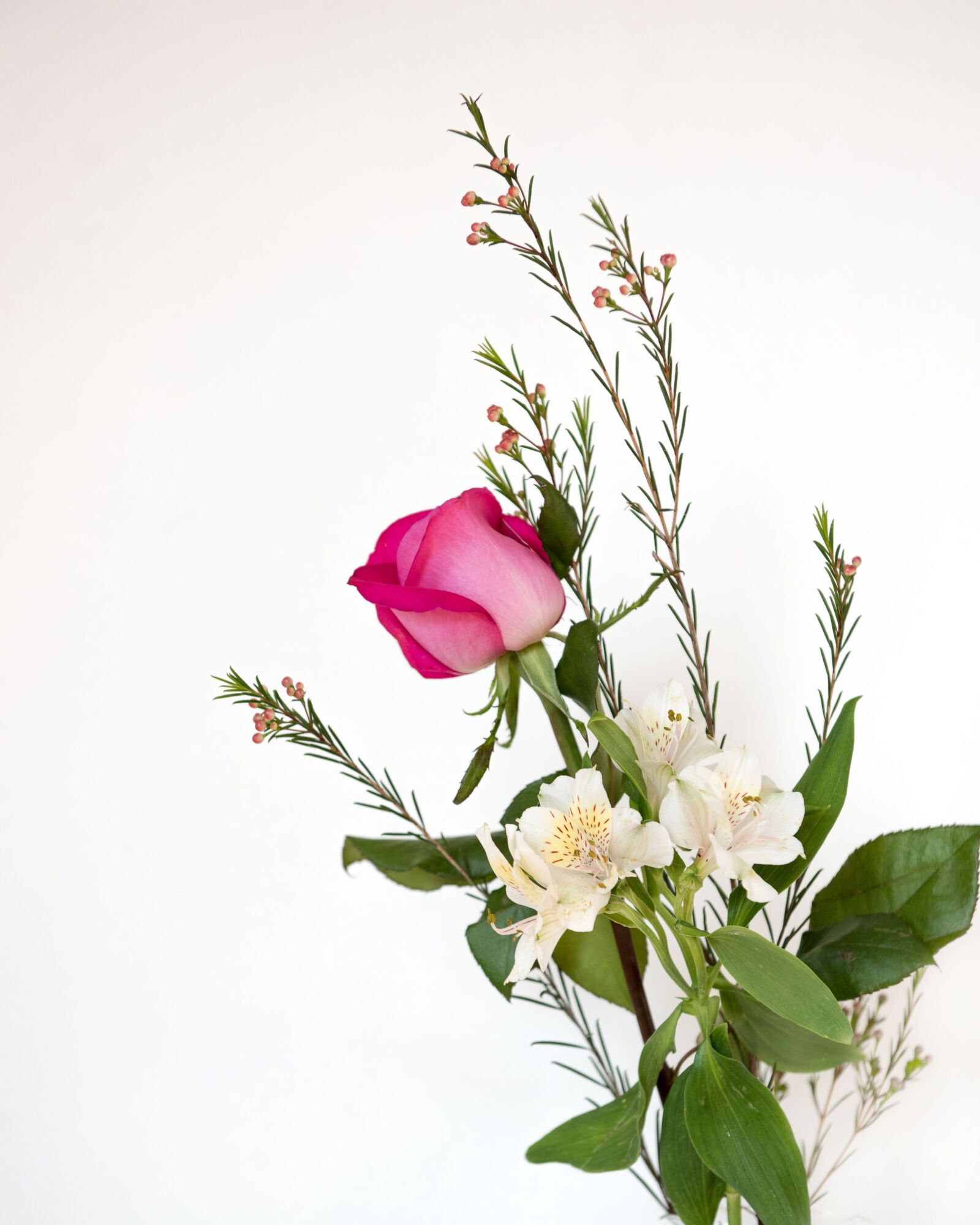 Nikon D810 sample photo. Pink, rose, white background photography