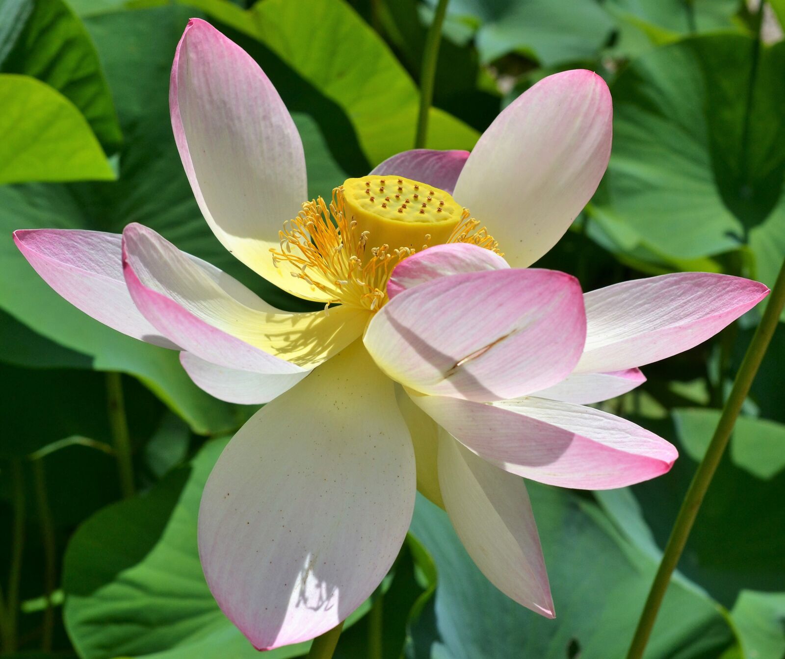 Nikon D3100 sample photo. Indian lotus flower, nelumbo photography