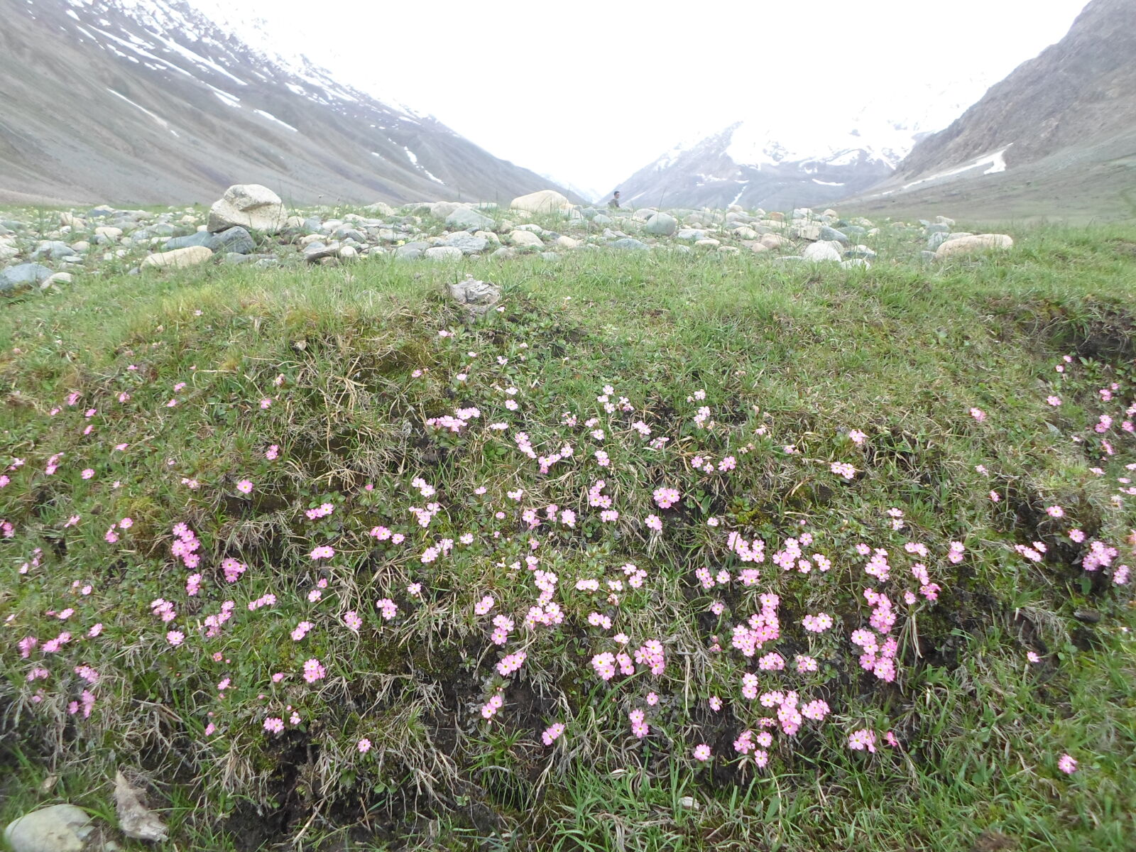 Samsung ES95 sample photo. Ghizer, gilgit, hunza, phander photography