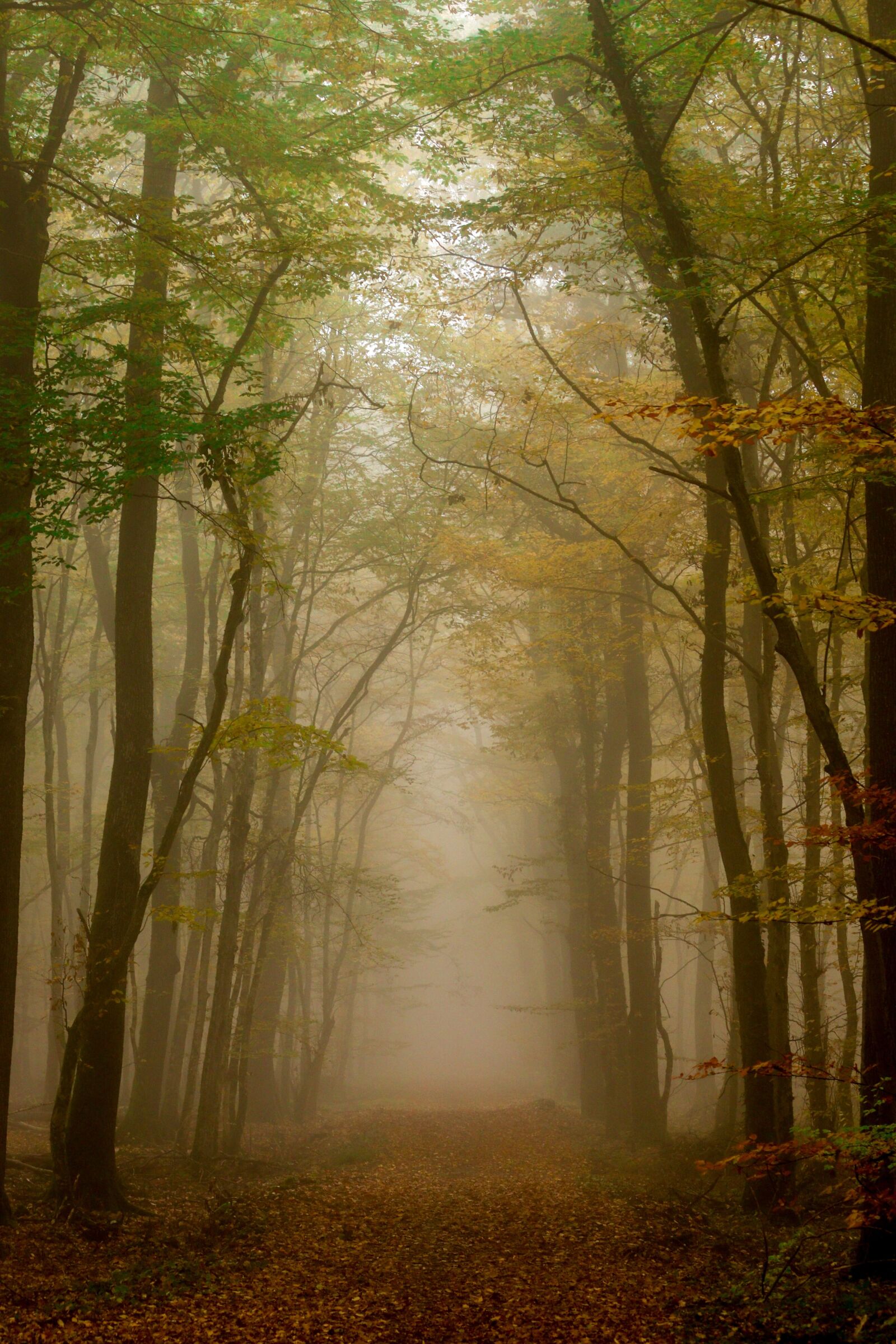 Canon EOS 77D (EOS 9000D / EOS 770D) + Canon EF-S 55-250mm F4-5.6 IS sample photo. Wood, fog, forest photography