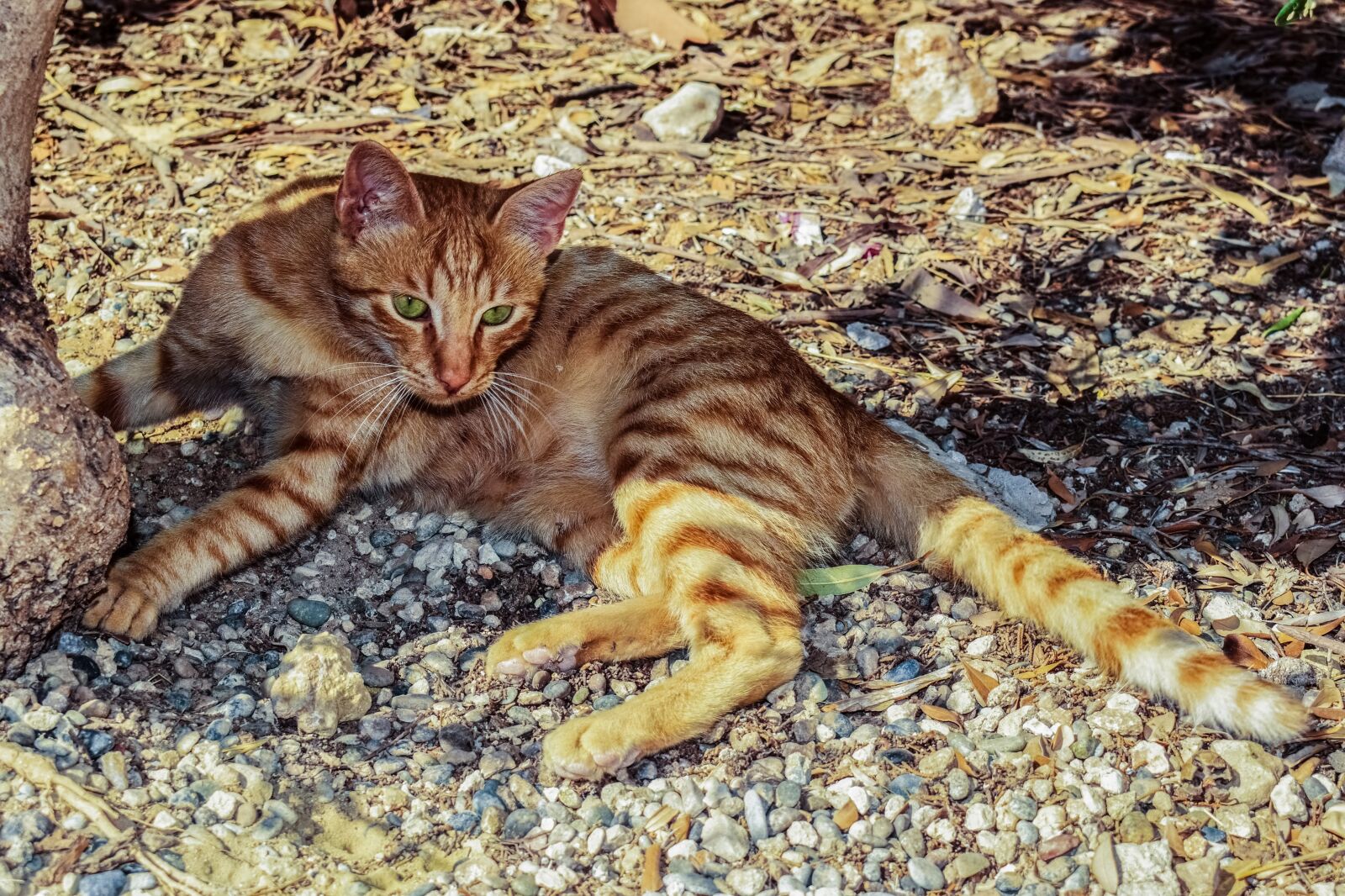 Nikon D3300 sample photo. Cat, feral, outdoor photography