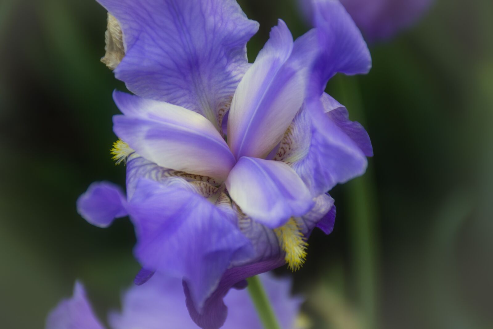 Nikon D7200 sample photo. Iris, flower, bloom photography