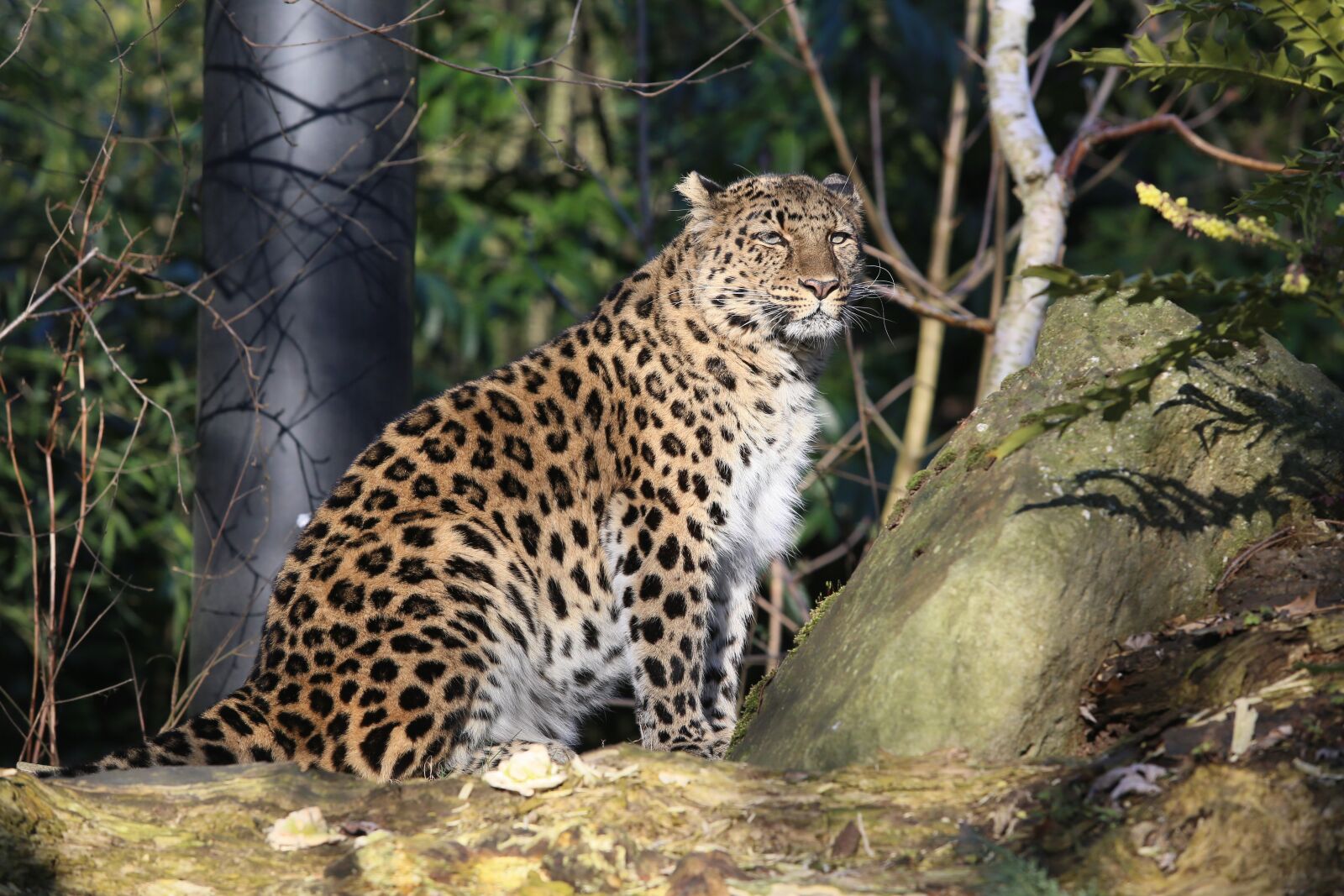 Canon EF 70-200mm F2.8L USM sample photo. Panther, outdoor, nature photography