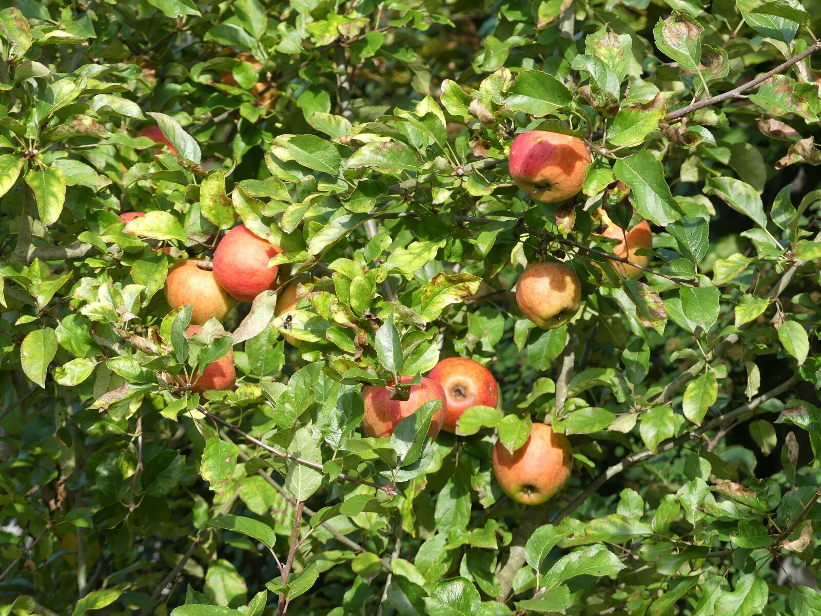 Panasonic Lumix DMC-FZ300 sample photo. Fruit tree, apple tree photography