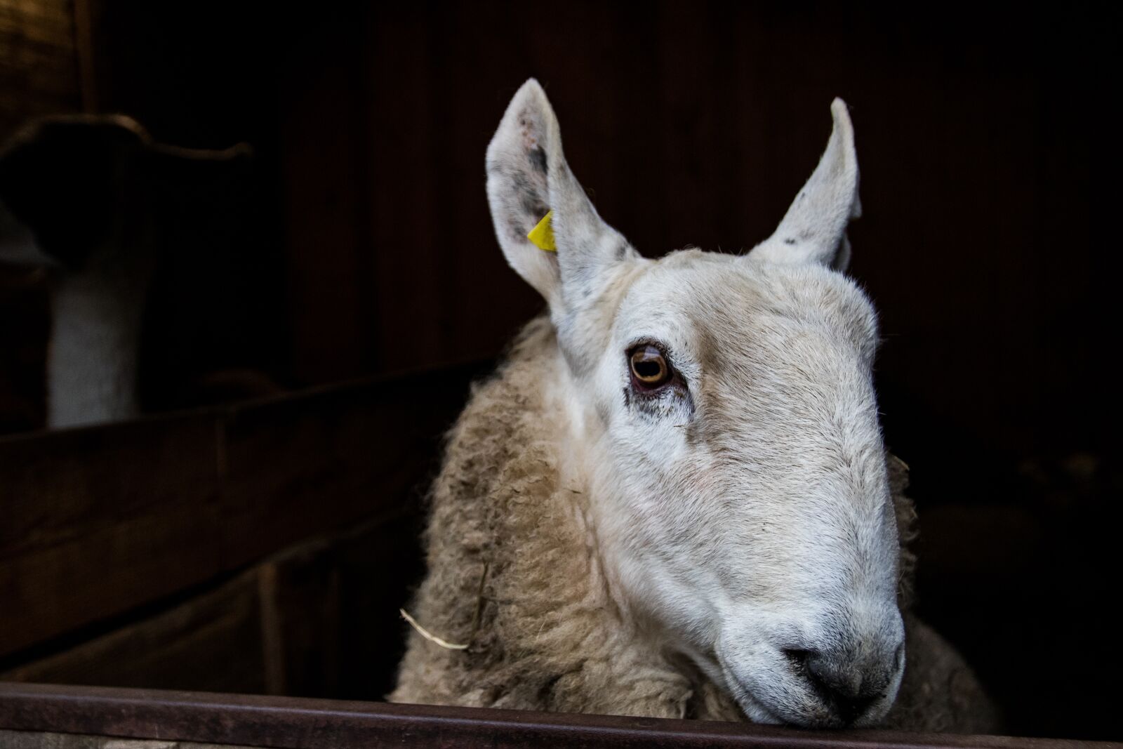 Canon EOS 80D sample photo. Sheep, animal, wool photography