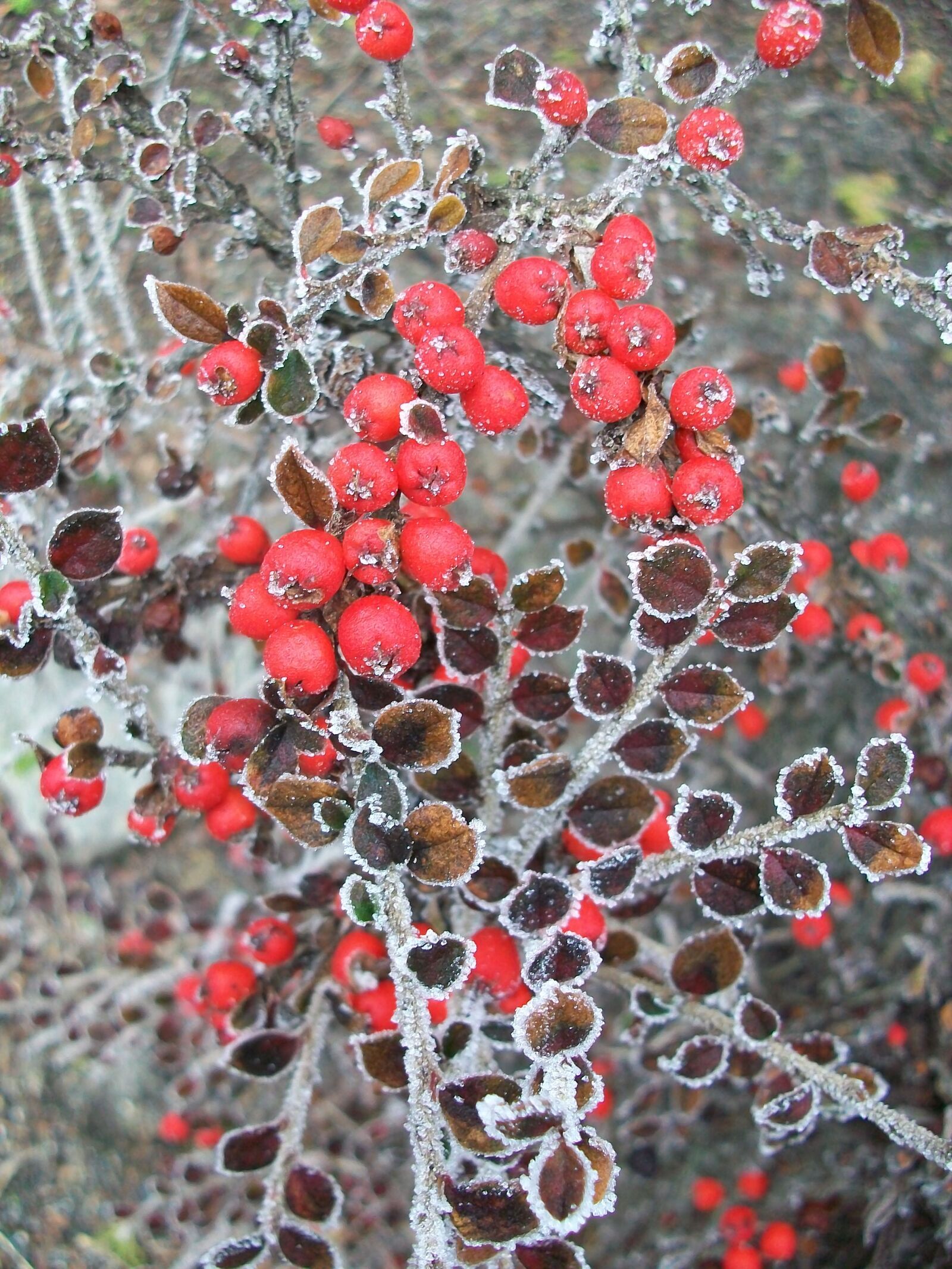 Kodak EASYSHARE M1063 DIGITAL CAMERA sample photo. Frost, berries, red berries photography