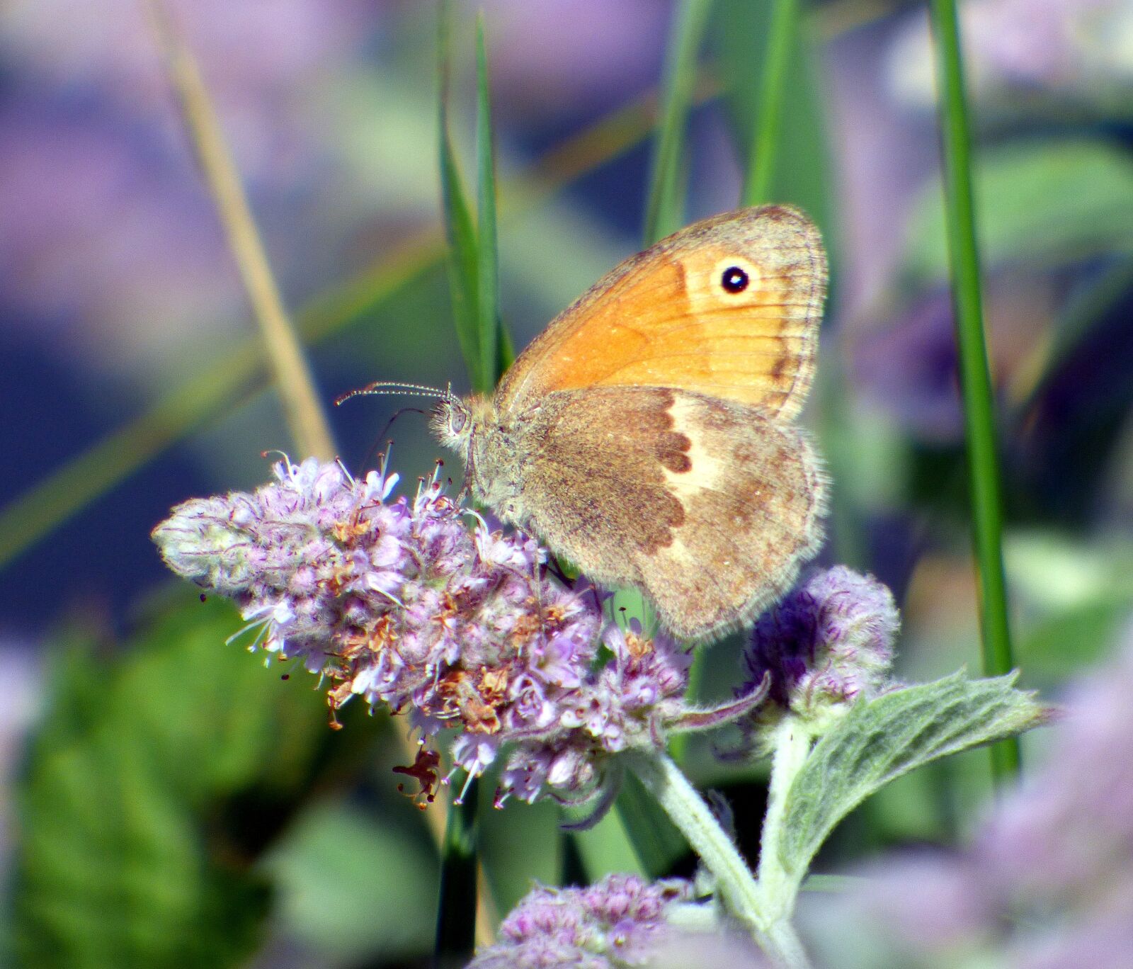 Panasonic DMC-FZ72 sample photo. Insect, butterfly, wings photography