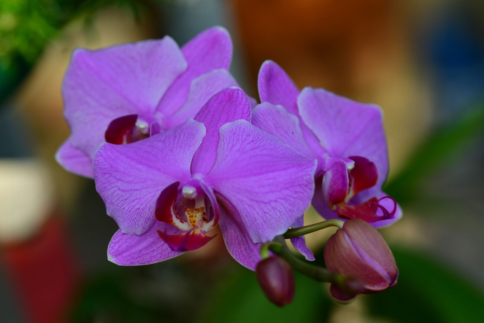 Nikon D500 sample photo. Orchids, flowers, purple petals photography