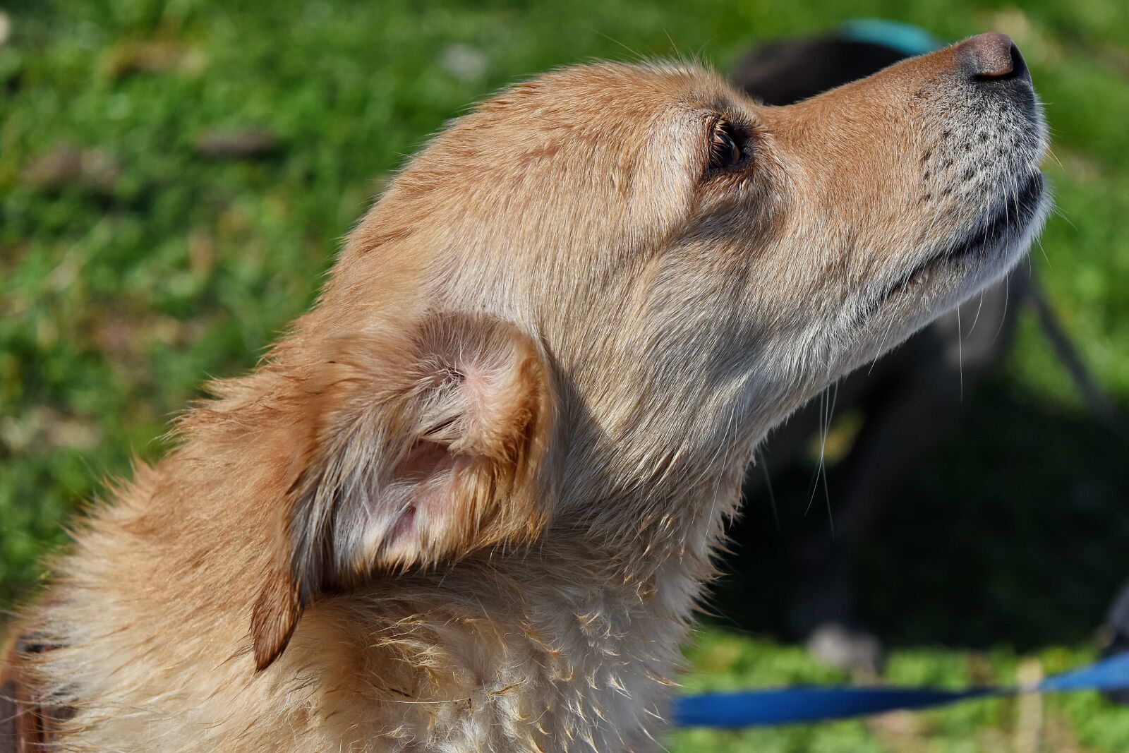 Nikon D5500 sample photo. Nose, animal, fur, nature photography