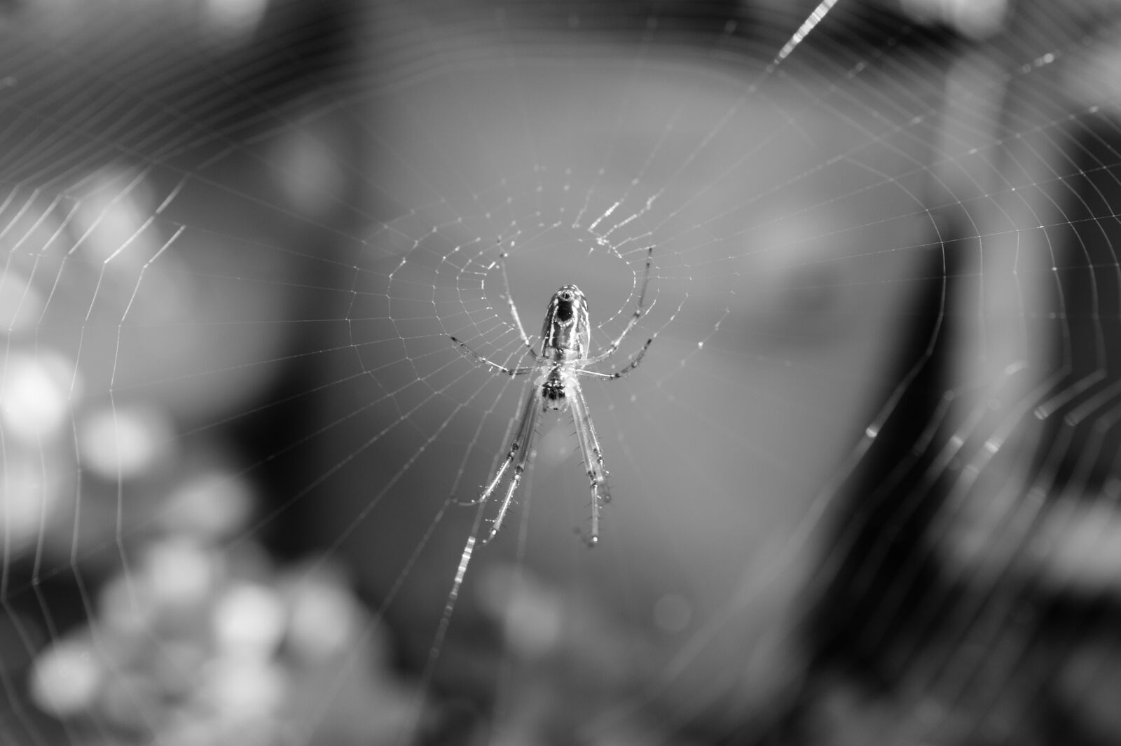 Sony Alpha DSLR-A390 sample photo. Nature, in, the photography