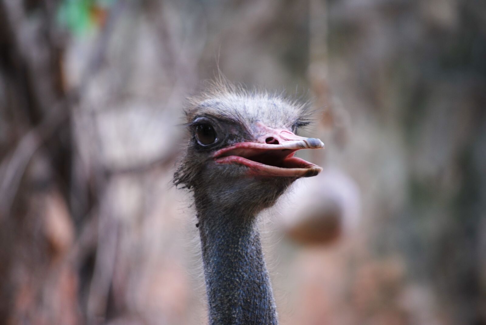 Nikon D60 sample photo. Zoo, animal, ostrich photography