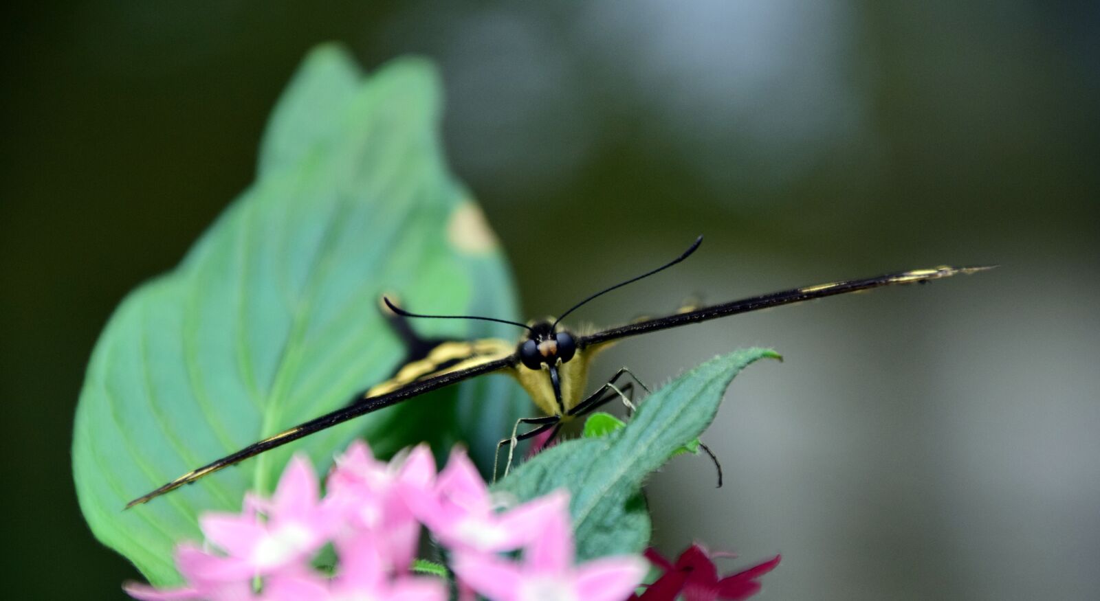 Nikon D3300 sample photo. Dovetail, papilio machaon, butterfly photography