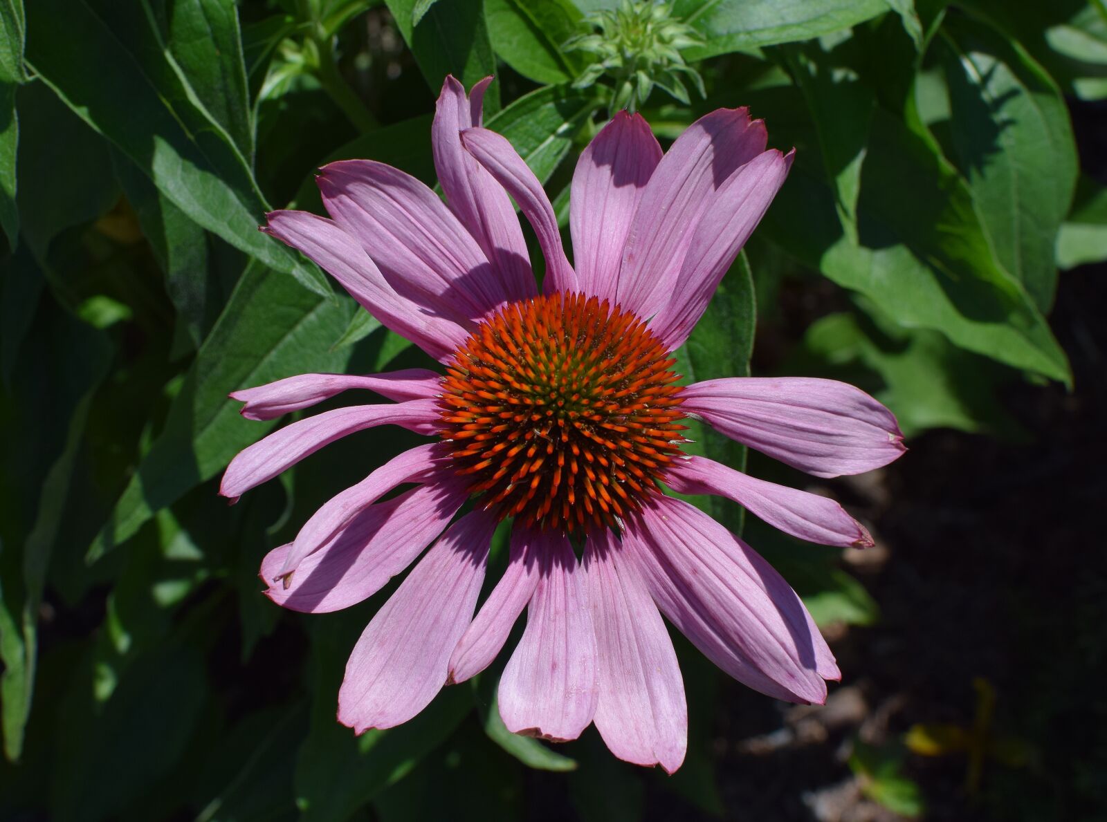 Nikon D3300 sample photo. Purple echinacea, echinacea, cone photography